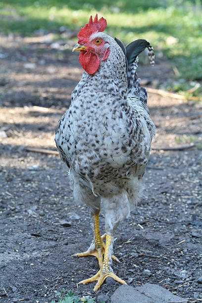 istock Cock in a rural farmyard 520367992