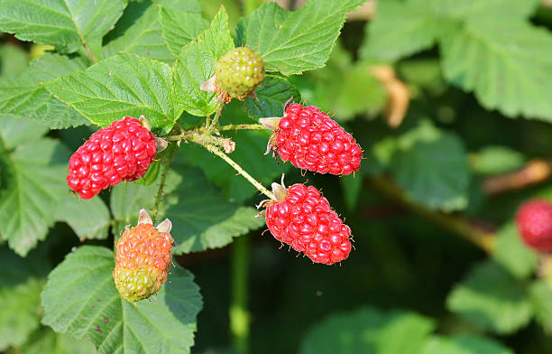 istock Blackberry fruit growing on branch in the garden 520368184