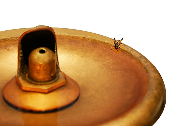 Isolated wasp on a brass fountain on white background