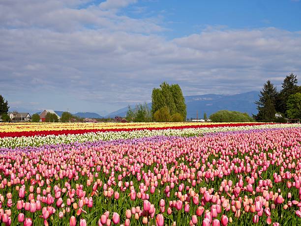 istock Rows of Tulips in Fields, Blue Sky and Clouds. 520369154