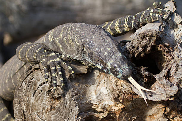 istock Lace Monitor 520369758
