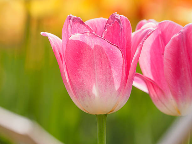 istock Spring flowers series, colorful tulip. 520369794