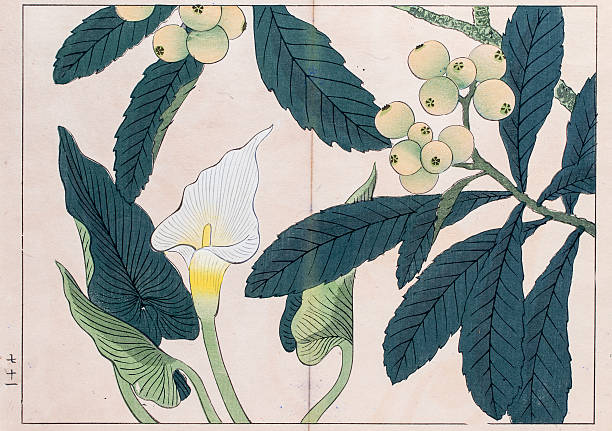 Calla lilly and Loquat tree japanese woodblock print A photograph of an original 19th century woodblock print by Sakai Hoitsu (1761-1828) from Shiki no hana published in Meiji Era 41 (1907). hand tinted stock illustrations