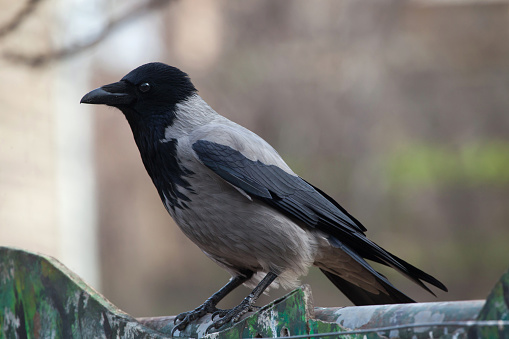 Hooded crow (Corvus cornix). Wild life animal.