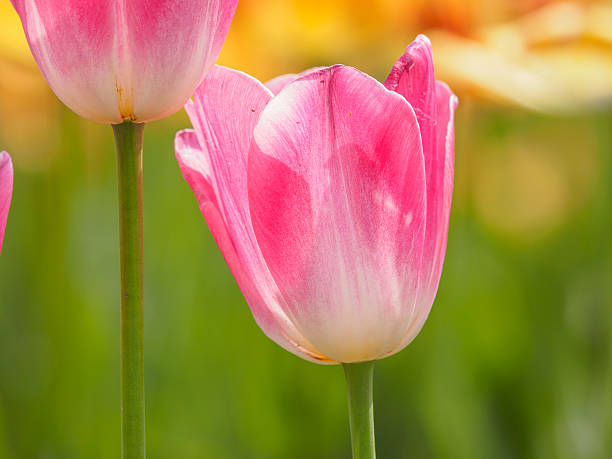 istock Spring flowers series, colorful tulip. 520369962