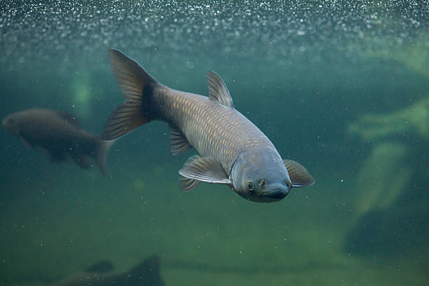 erba iscrizione alla carpa (ctenopharyngodon idella). - siberia river nature photograph foto e immagini stock