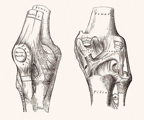 Knee joints, 19 century medical illustration Photograph of an original book figure from the Anatomy, Descriptive and Surgical by Henry Gray (1827–1861), drawings by Henry Carter (1831-1897) published in 1887. sports medicine stock illustrations