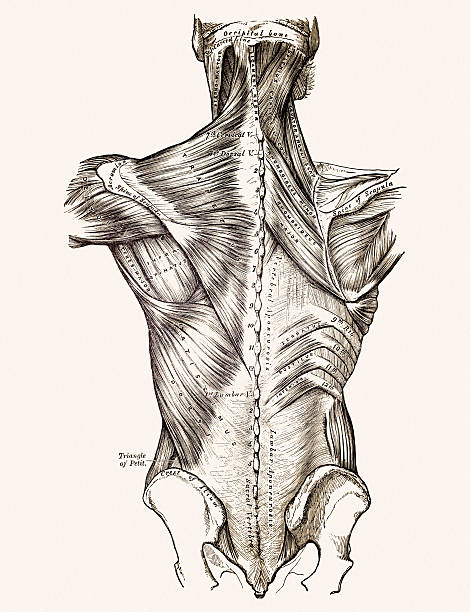 ilustraciones, imágenes clip art, dibujos animados e iconos de stock de músculos de la espalda, médicos medio siglo 19 - espalda partes del cuerpo