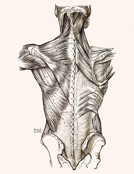 Muscles of the back, 19 century medical illustration Photograph of an original book figure from the Anatomy, Descriptive and Surgical by Henry Gray (1827–1861), drawings by Henry Carter (1831-1897) published in 1887. sports medicine stock illustrations