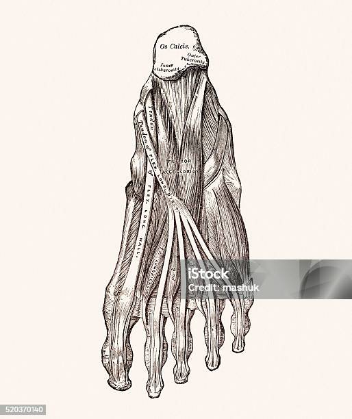 Human Foot Muscles 19 Century Medical Illustration Stock Illustration - Download Image Now