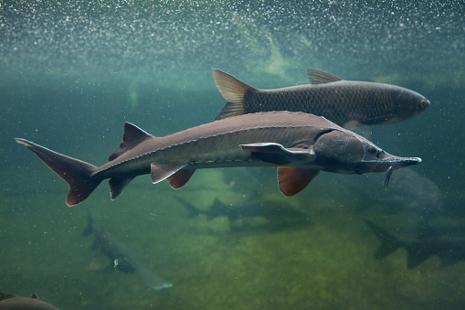 Siberian sturgeon (Acipenser baerii). Wild life animal.