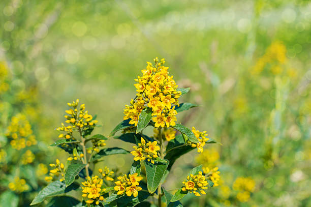istock yellow wildflowers bokeh 520370506