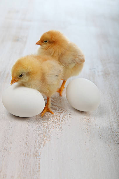 istock Yellow chickens on a  wooden background 520371688