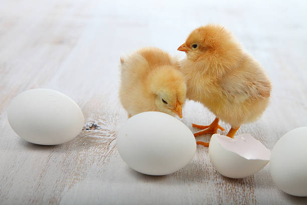 istock Yellow chickens on a  wooden background 520371722