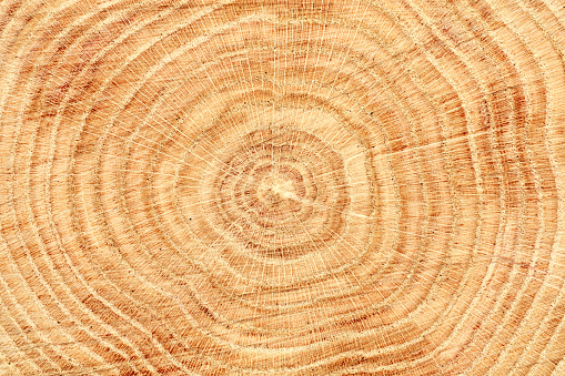 Close-up of wooden cut texture with tree rings