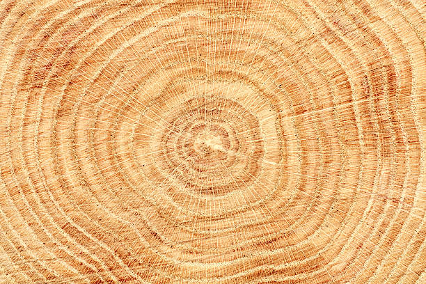 textura de madeira - circular saw - fotografias e filmes do acervo