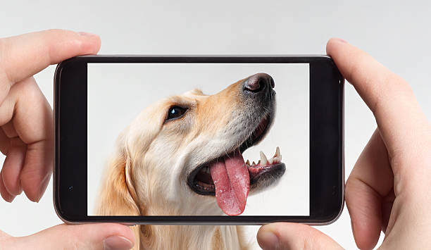 istock Labrador retriever in a mobile phone 520372100