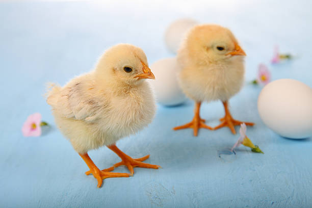 istock Yellow chickens on a  wooden background 520372176