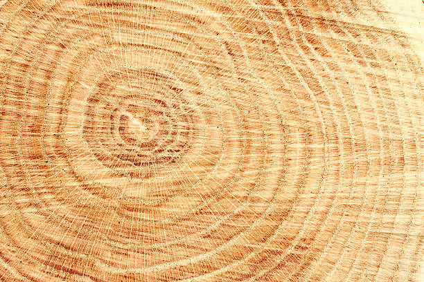 texture legno - corteccia di legno foto e immagini stock