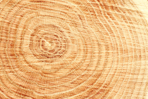 Close-up of wooden cut texture with tree rings