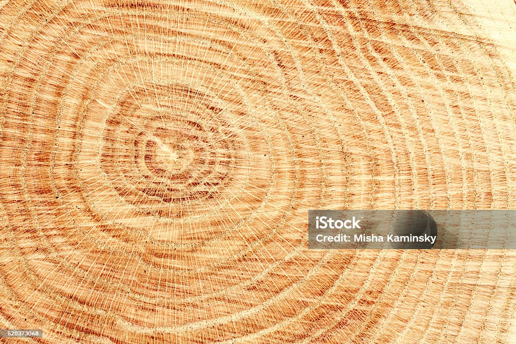 Wood texture Close-up of wooden cut texture with tree rings Oak Tree Stock Photo