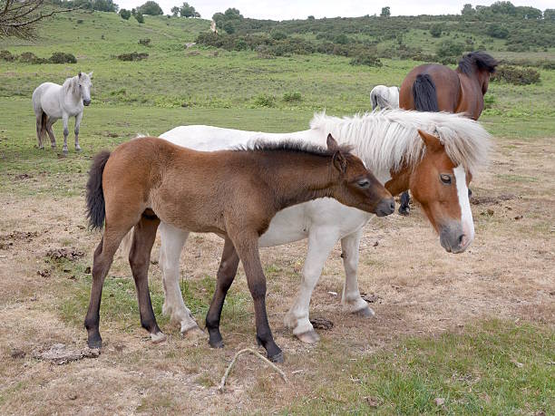 istock playful wild bay new forest foal nuzzles filly 520373128
