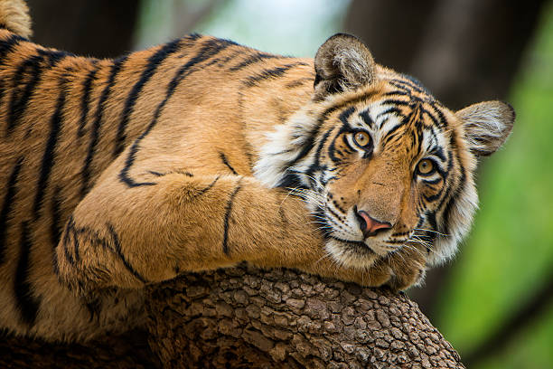 A juvenile Bengal tiger (also called "Royal Tiger", Panthera tigris tigris) is resting on a tree. The Bengal Tiger is critical endangered, the total population was estimated in 2011 at fewer than 2,500 individuals with a decreasing trend.