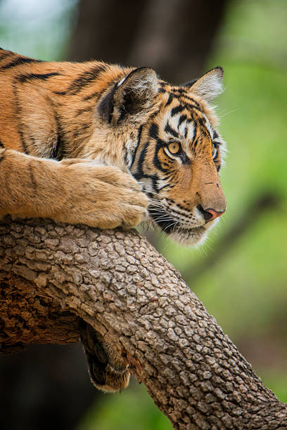 istock Bengal tiger (Panthera tigris tigris) on a tree, wildlife shot 520373540