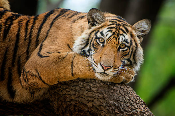 tigre del bengala (panthera tigri tigri) su un albero, animali scatto - tiger india ranthambore national park undomesticated cat foto e immagini stock