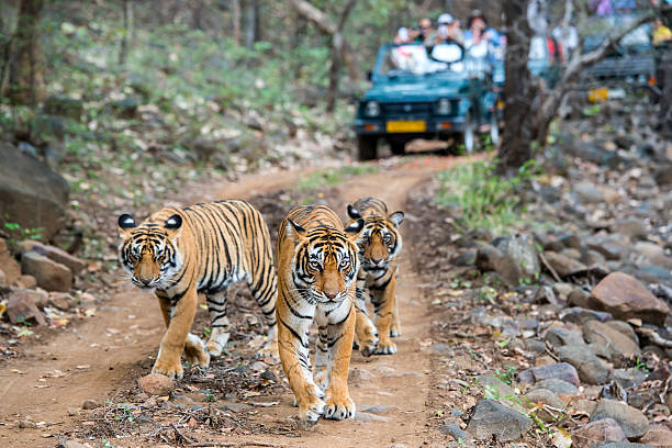 Three bengal tigers in front of tourist car A tigeress with her two juvenile cubs (Bengal tigers, also called "Royal Tiger", Panthera tigris tigris) walking on a road in the green jungle. In the background a car with tourists and photographers is visible. The Bengal Tiger is critical endangered, the total population was estimated in 2011 at fewer than 2,500 individuals with a decreasing trend.  iucn red list photos stock pictures, royalty-free photos & images