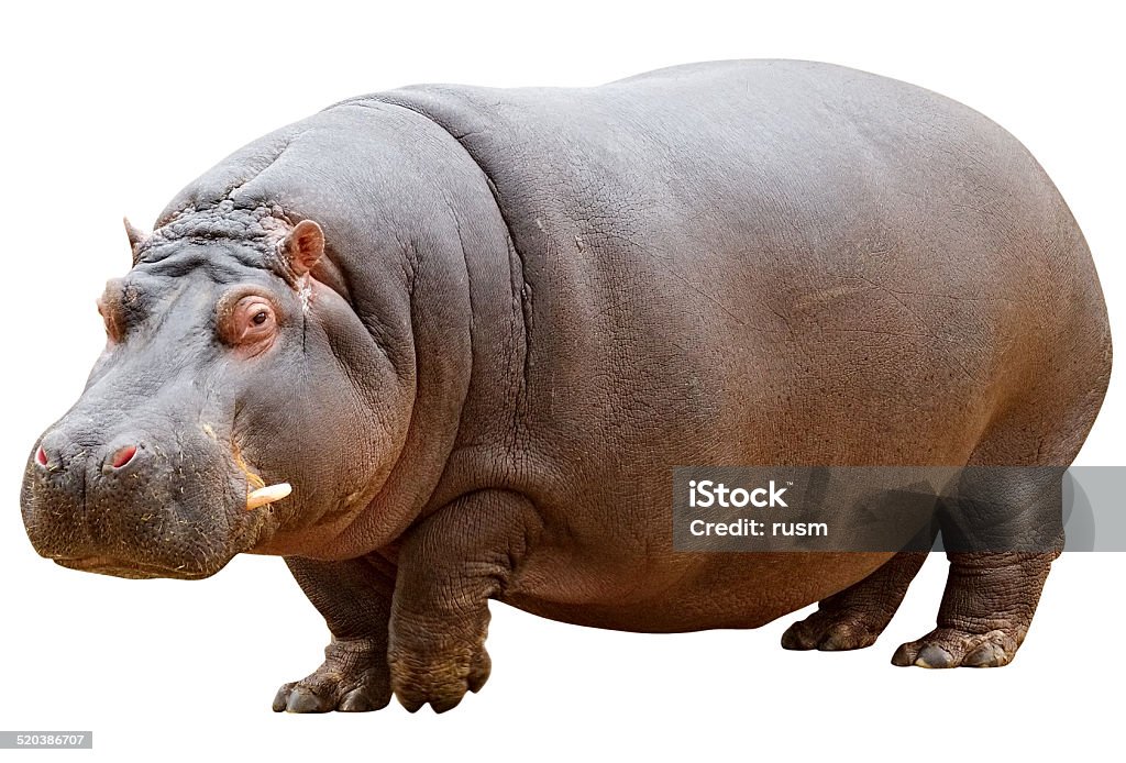 Hippo with clipping path on white background Hippopotamus isolated on white with clipping path Hippopotamus Stock Photo