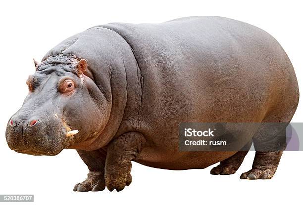 Hippo With Clipping Path On White Background Stock Photo - Download Image Now - Hippopotamus, White Background, Cut Out