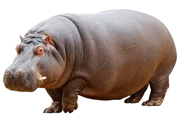 Hipopótamo com Traçado de Recorte em fundo branco - foto de acervo