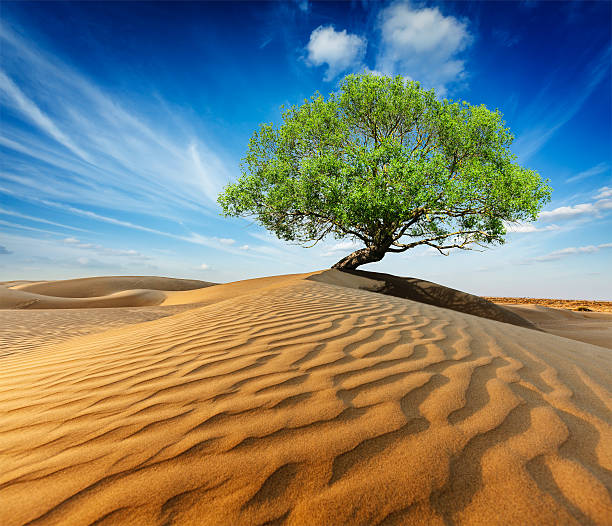 Lonely green tree in desert dunes stock photo