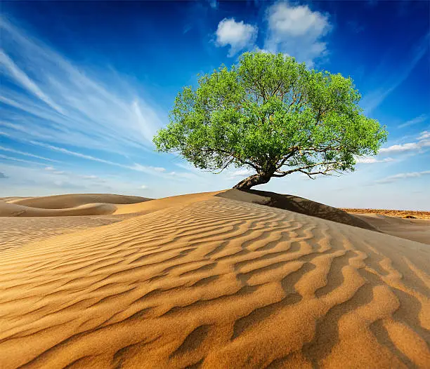 Photo of Lonely green tree in desert dunes