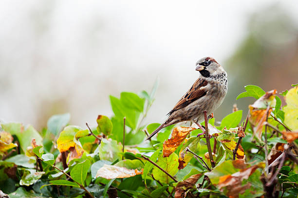 sparrow perched on a garden hedge lone sparrow perched on a garden hedge in Autumn or Fall sparrow stock pictures, royalty-free photos & images