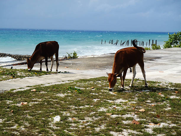 cows cows in front of the sea maria la gorda stock pictures, royalty-free photos & images