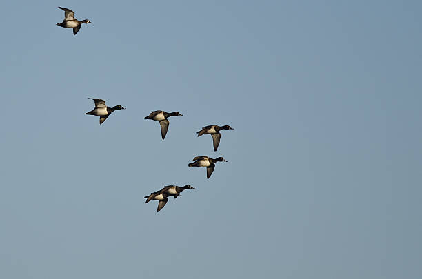 istock Flock of Ring-Necked Ducks Flying in a Blue Sky 520389015