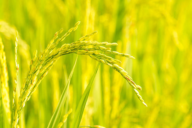 reis im feld - rice paddy rice food short grain rice stock-fotos und bilder