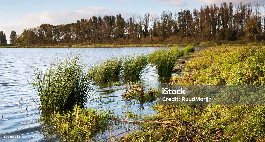 Rushes in a flooded area Great Bulrush normally growing in a marshy and now flooded area. Autumn Stock Photo