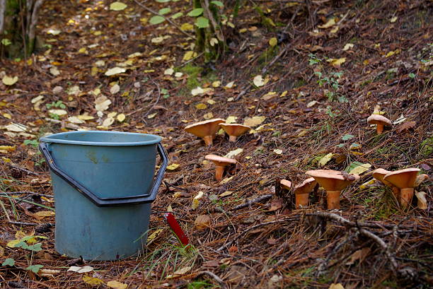 Picking mushrooms 1 Picking mushrooms in the forest marasmius siccus stock pictures, royalty-free photos & images