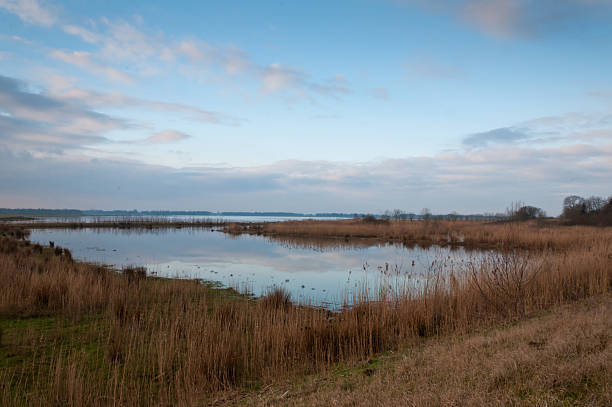 istock Nature reserve in the Netherlands 520390223