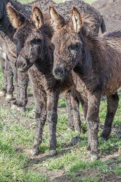 burros - mulish fotografías e imágenes de stock