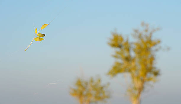 istock Sheet depends on Cobwebs in the wind 520390627
