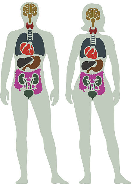 diagram organ internal manusia - bagian tubuh manusia ilustrasi stok