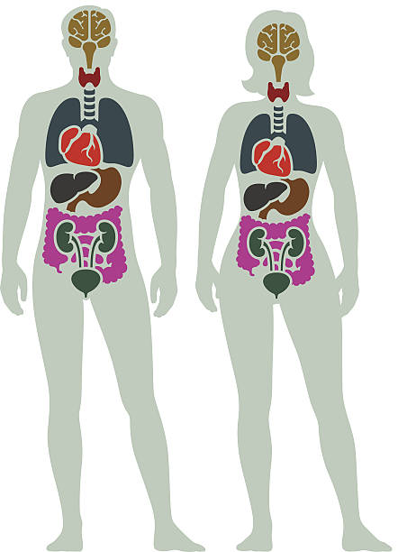 Human Internal Organ Diagram Male and female internal organ diagram. the human body stock illustrations