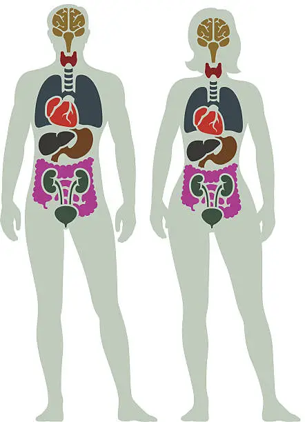 Vector illustration of Human Internal Organ Diagram