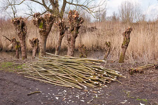 National Park De Biesbosch in the Netherlands. In the foreground a pile of willow cuttings for the planting of new trees for the production of osiers.