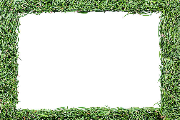 istock frame made of fir needles 520391943