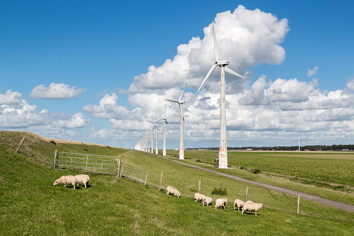 Dutch pasture with sheep and wind turbines with a beautiful late summer cloudsky